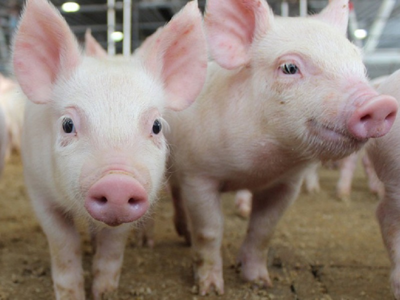 Giá lợn hơi được dự báo tăng vào cuối năm